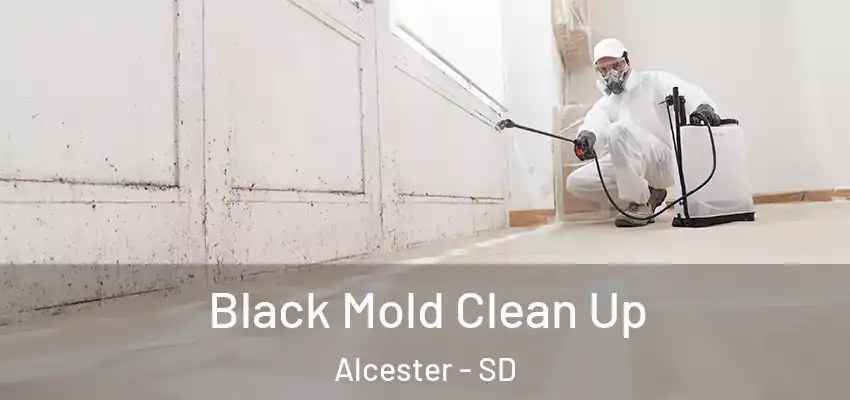  Black Mold Clean Up Alcester - SD