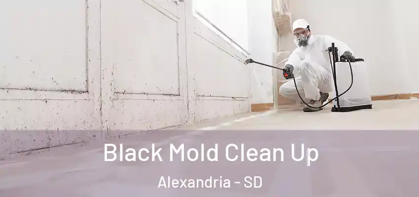 Black Mold Clean Up Alexandria - SD