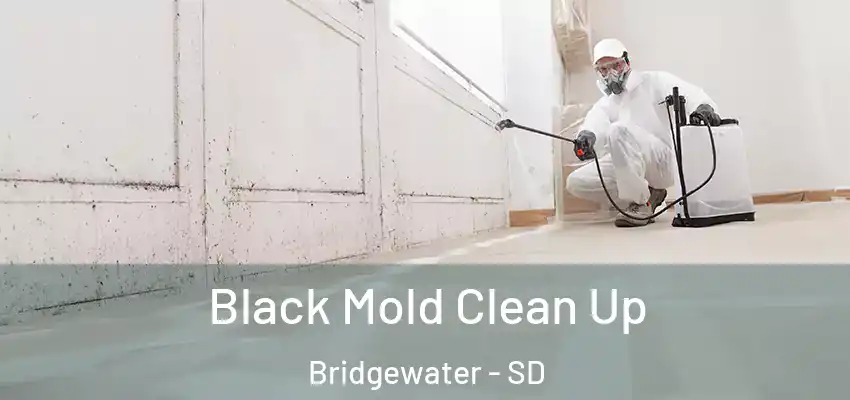  Black Mold Clean Up Bridgewater - SD