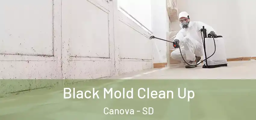  Black Mold Clean Up Canova - SD