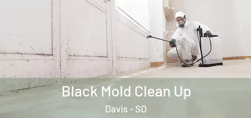  Black Mold Clean Up Davis - SD