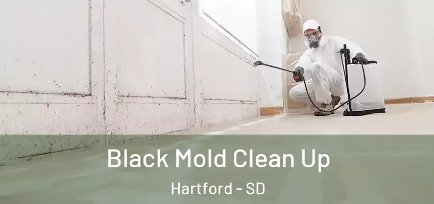  Black Mold Clean Up Hartford - SD