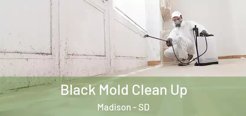  Black Mold Clean Up Madison - SD