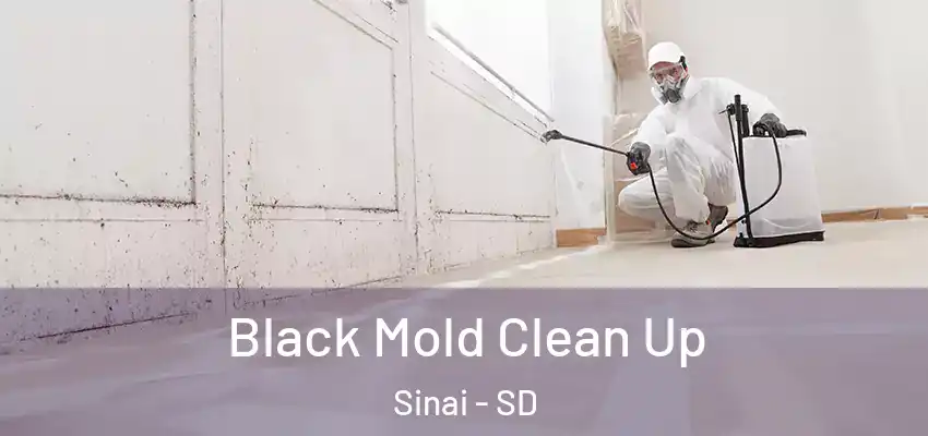  Black Mold Clean Up Sinai - SD