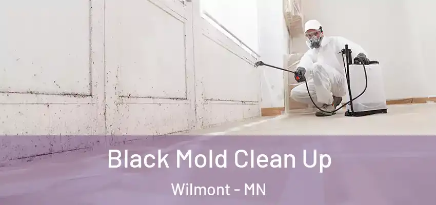  Black Mold Clean Up Wilmont - MN