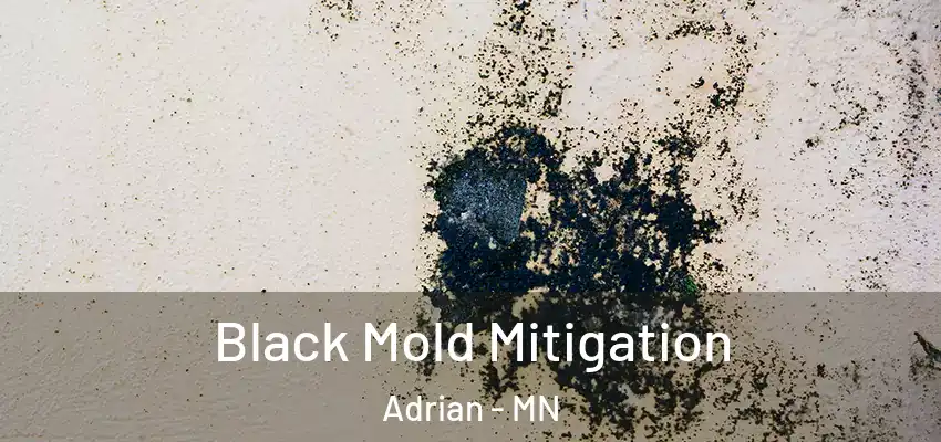  Black Mold Mitigation Adrian - MN