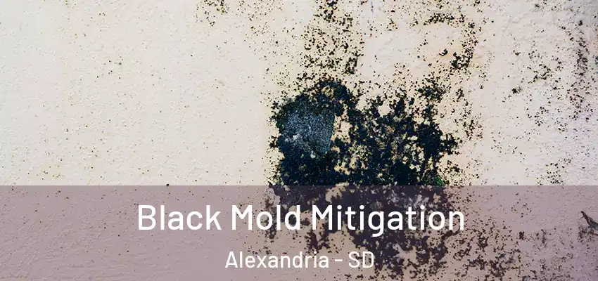 Black Mold Mitigation Alexandria - SD