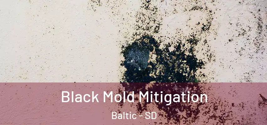 Black Mold Mitigation Baltic - SD