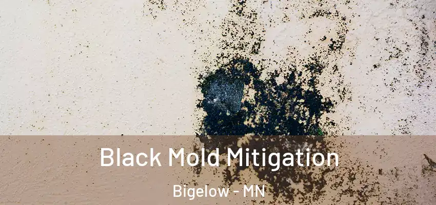 Black Mold Mitigation Bigelow - MN