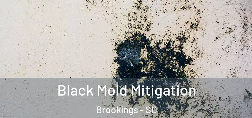  Black Mold Mitigation Brookings - SD