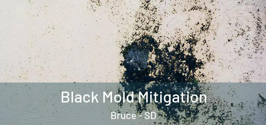 Black Mold Mitigation Bruce - SD