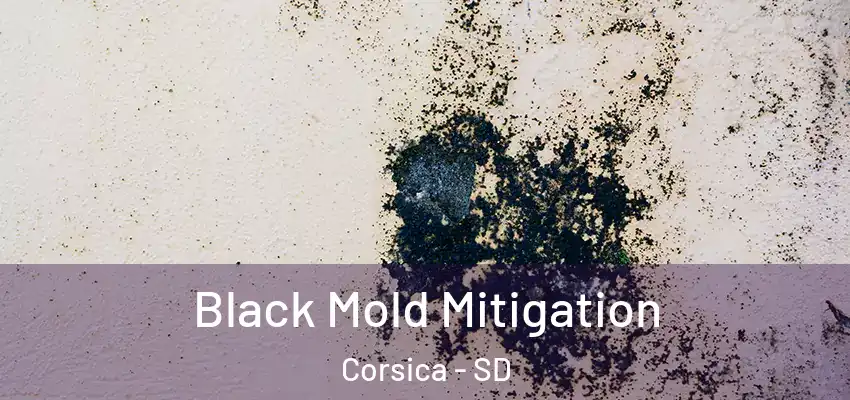 Black Mold Mitigation Corsica - SD
