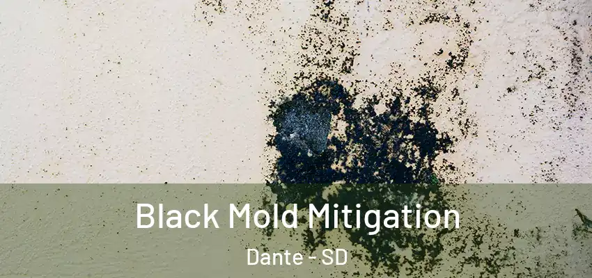  Black Mold Mitigation Dante - SD