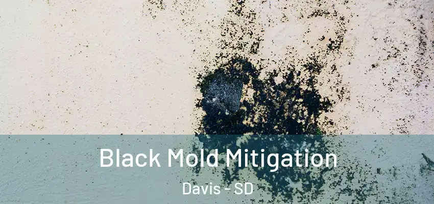 Black Mold Mitigation Davis - SD