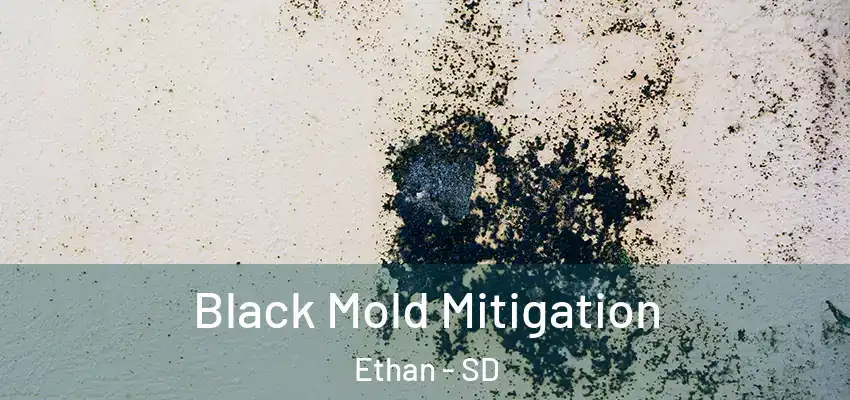 Black Mold Mitigation Ethan - SD