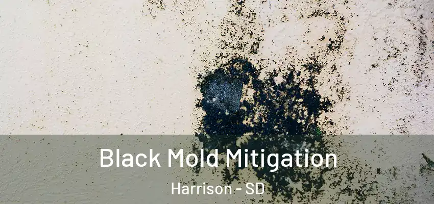 Black Mold Mitigation Harrison - SD
