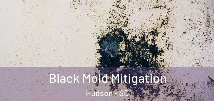Black Mold Mitigation Hudson - SD