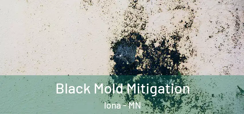  Black Mold Mitigation Iona - MN