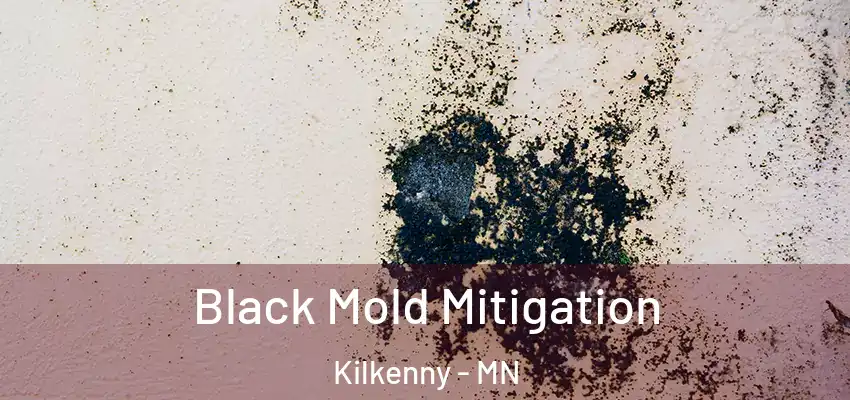  Black Mold Mitigation Kilkenny - MN