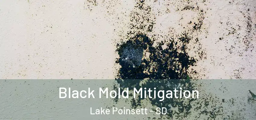  Black Mold Mitigation Lake Poinsett - SD