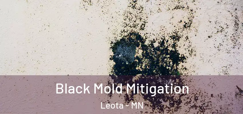  Black Mold Mitigation Leota - MN
