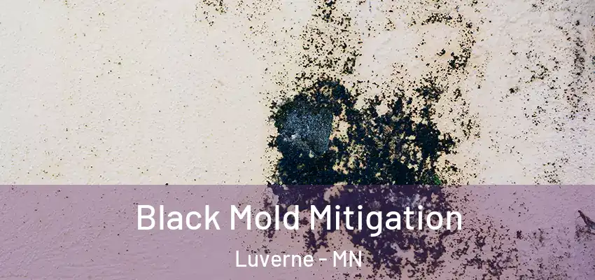  Black Mold Mitigation Luverne - MN