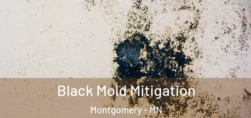  Black Mold Mitigation Montgomery - MN