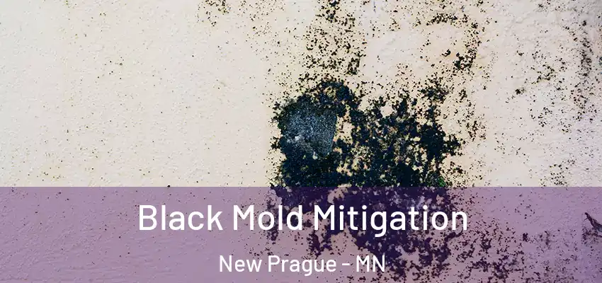  Black Mold Mitigation New Prague - MN