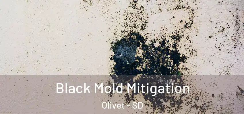  Black Mold Mitigation Olivet - SD