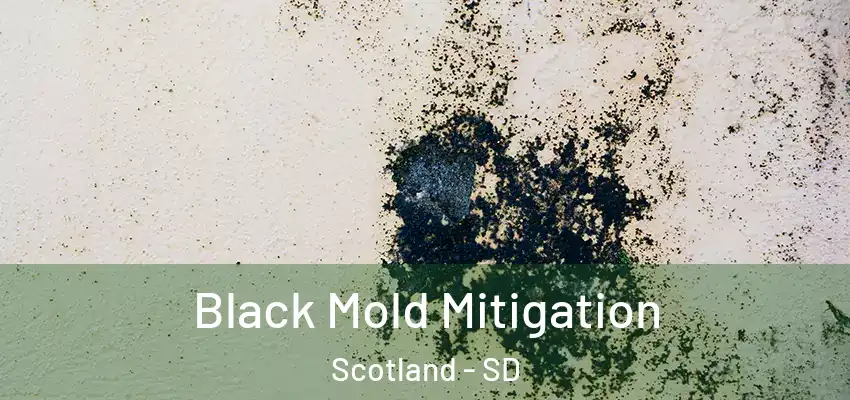  Black Mold Mitigation Scotland - SD