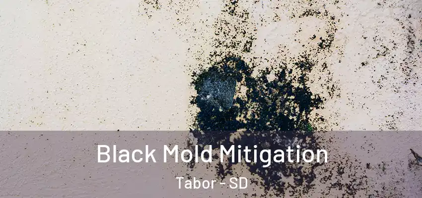  Black Mold Mitigation Tabor - SD