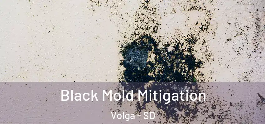 Black Mold Mitigation Volga - SD