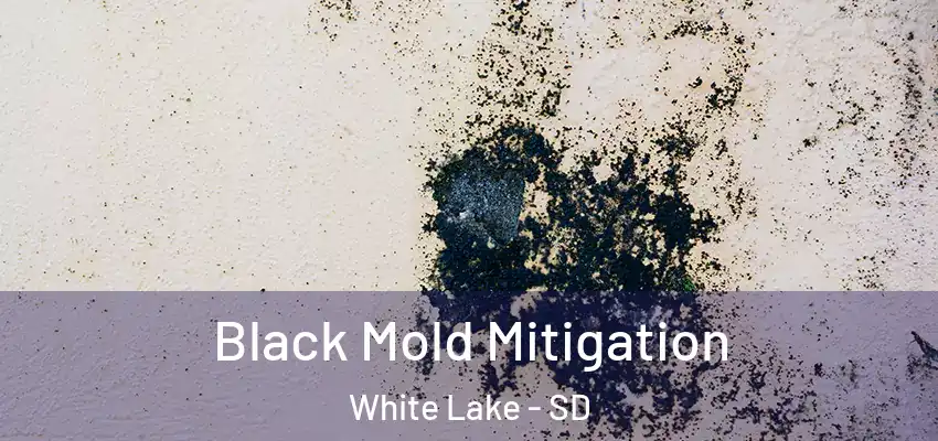  Black Mold Mitigation White Lake - SD