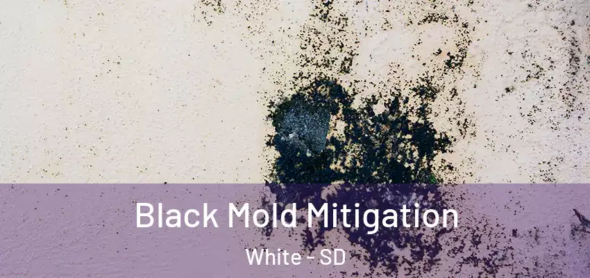  Black Mold Mitigation White - SD