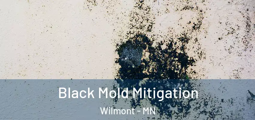  Black Mold Mitigation Wilmont - MN
