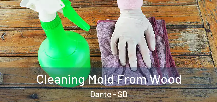  Cleaning Mold From Wood Dante - SD