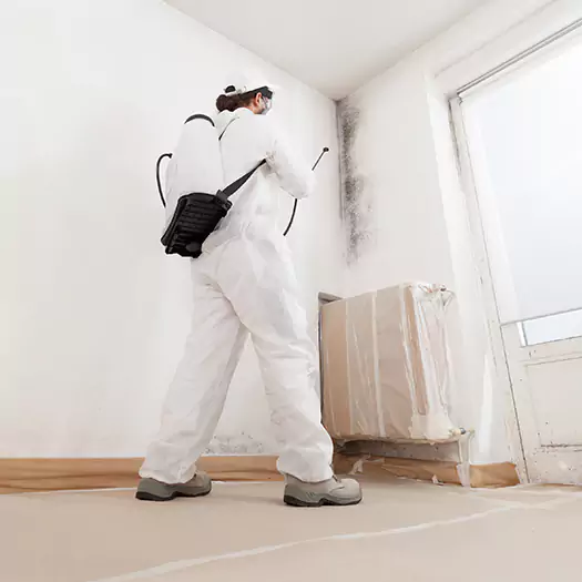 Trusted Black Mold Clean Up Experts in Alexandria, SD