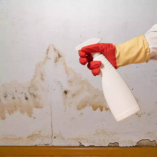 Trusted Black Mold Mitigation Specialists in Alexandria, SD
