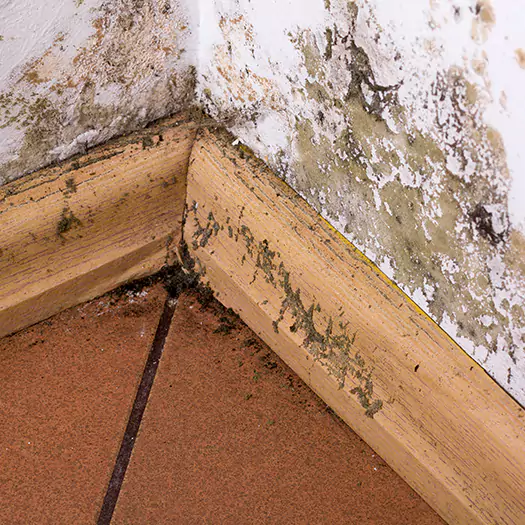 Trusted Cleaning Mold From Wood Specialists in Alexandria, SD