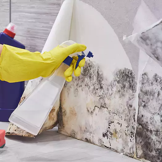 Reliable Mold Abatement Specialists in Alexandria, SD