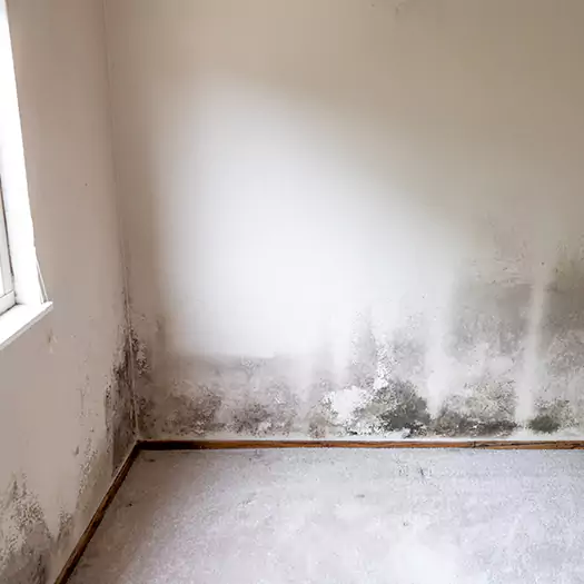 Trusted Mold Cleanup Specialists in Alexandria, SD