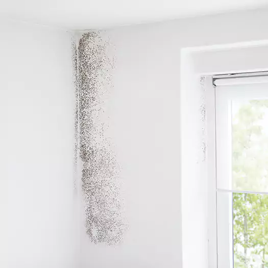 Trusted Mold Eradication Professionals Serving in Alexandria, SD