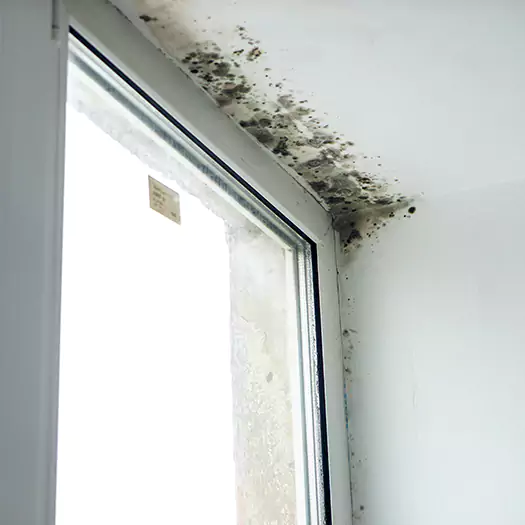 Experienced Mold Mitigation Specialists in Alexandria, SD