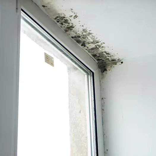 Trusted Mold on Bathroom Ceiling Experts in Alexandria, SD