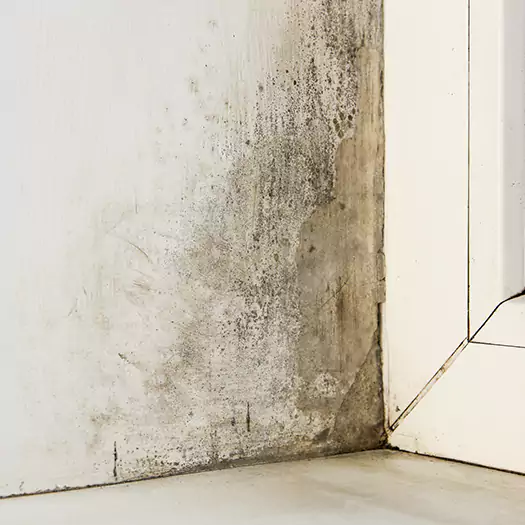 Skilled Mold on Drywall Experts in Alexandria, SD