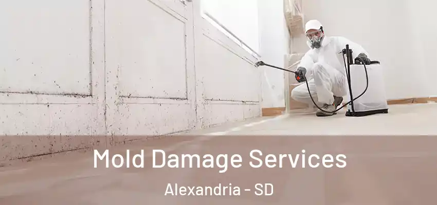 Mold Damage Services Alexandria - SD