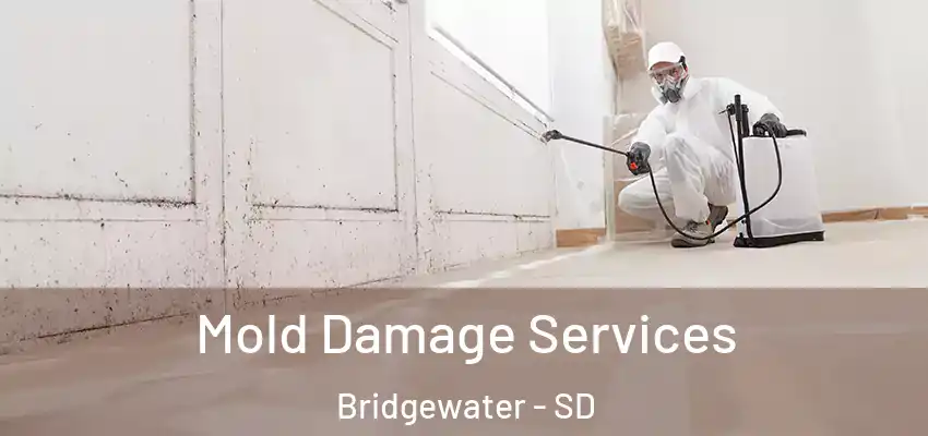  Mold Damage Services Bridgewater - SD