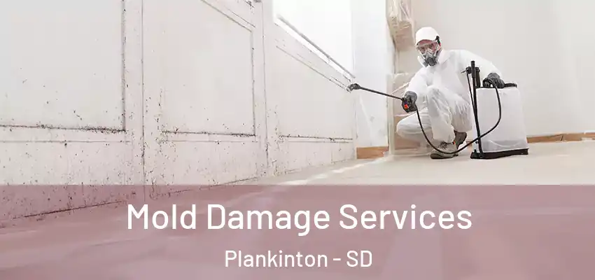 Mold Damage Services Plankinton - SD