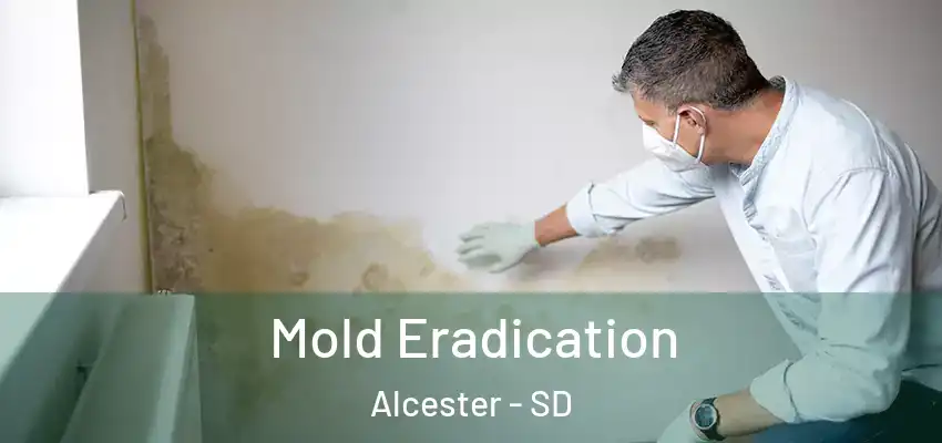  Mold Eradication Alcester - SD