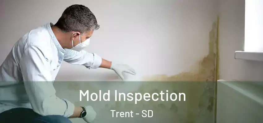  Mold Inspection Trent - SD